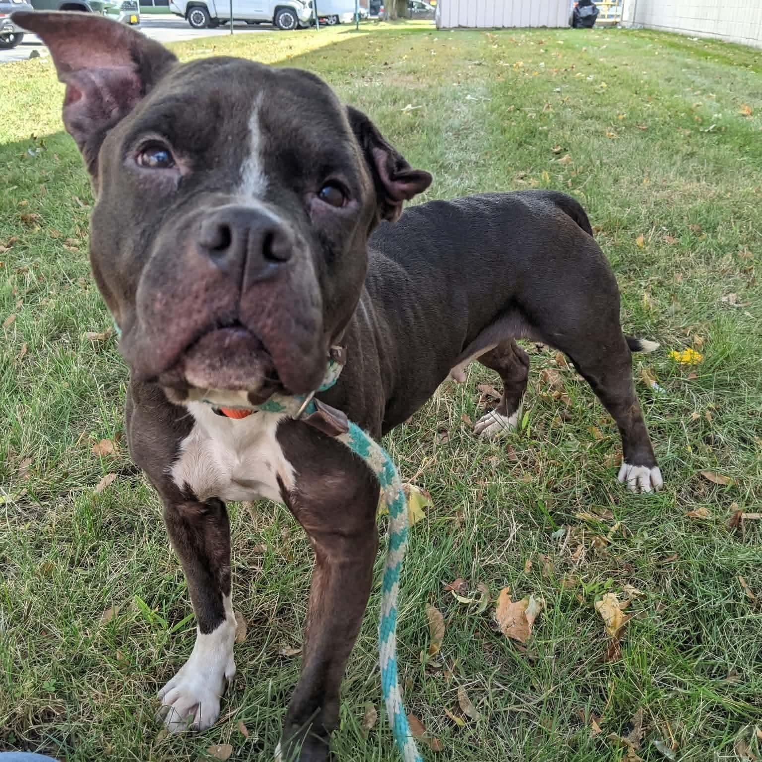 Enlarge Beluga, a Adoptable mixed breed in Buffalo, NY image 1/6