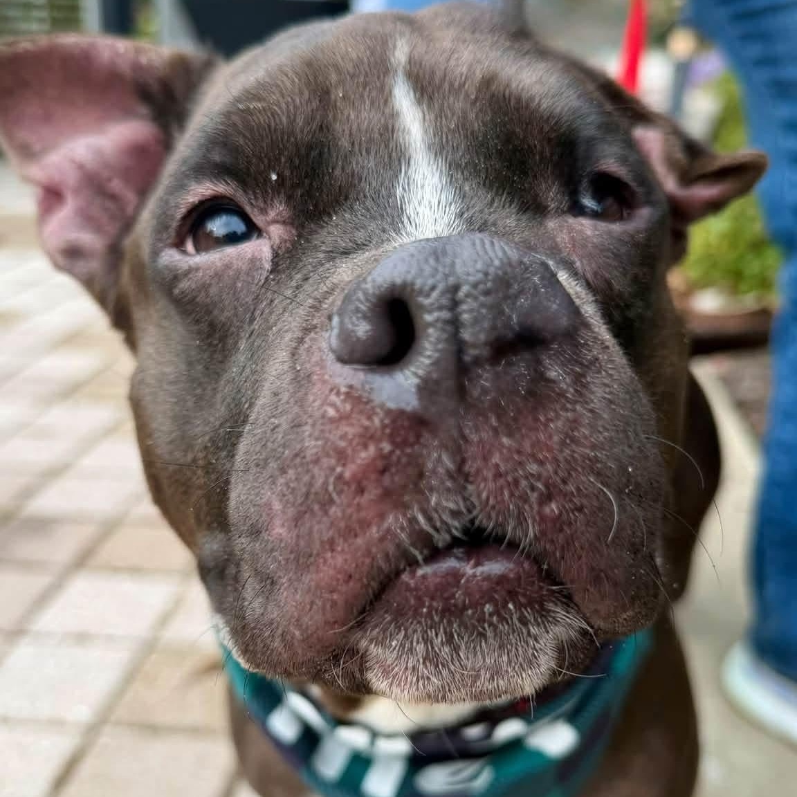 Enlarge Beluga, a Adoptable mixed breed in Buffalo, NY image 5/6