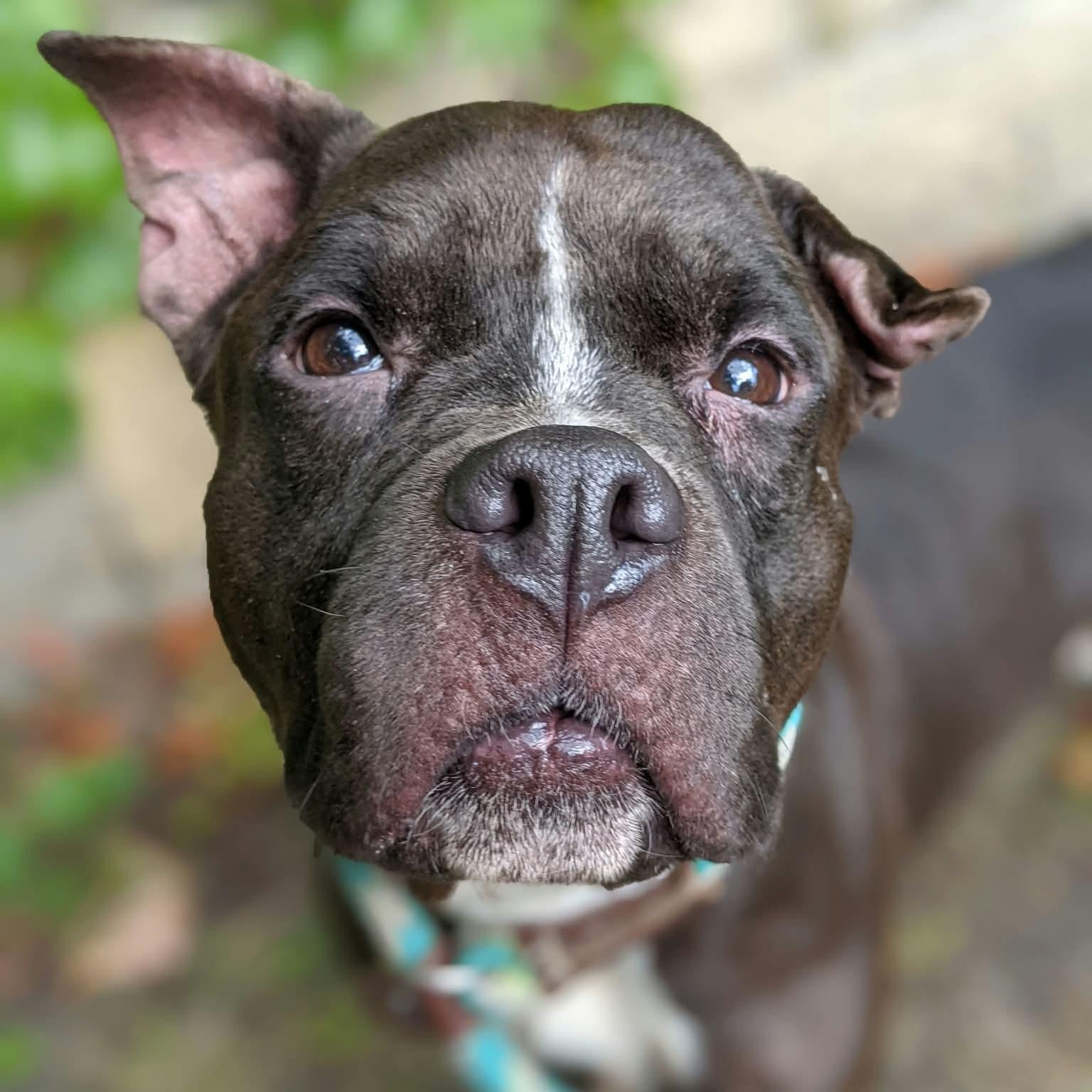 Enlarge Beluga, a Adoptable mixed breed in Buffalo, NY image 3/6