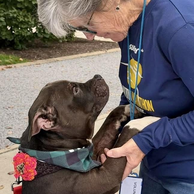 Enlarge Beluga, a Adoptable mixed breed in Buffalo, NY image 6/6