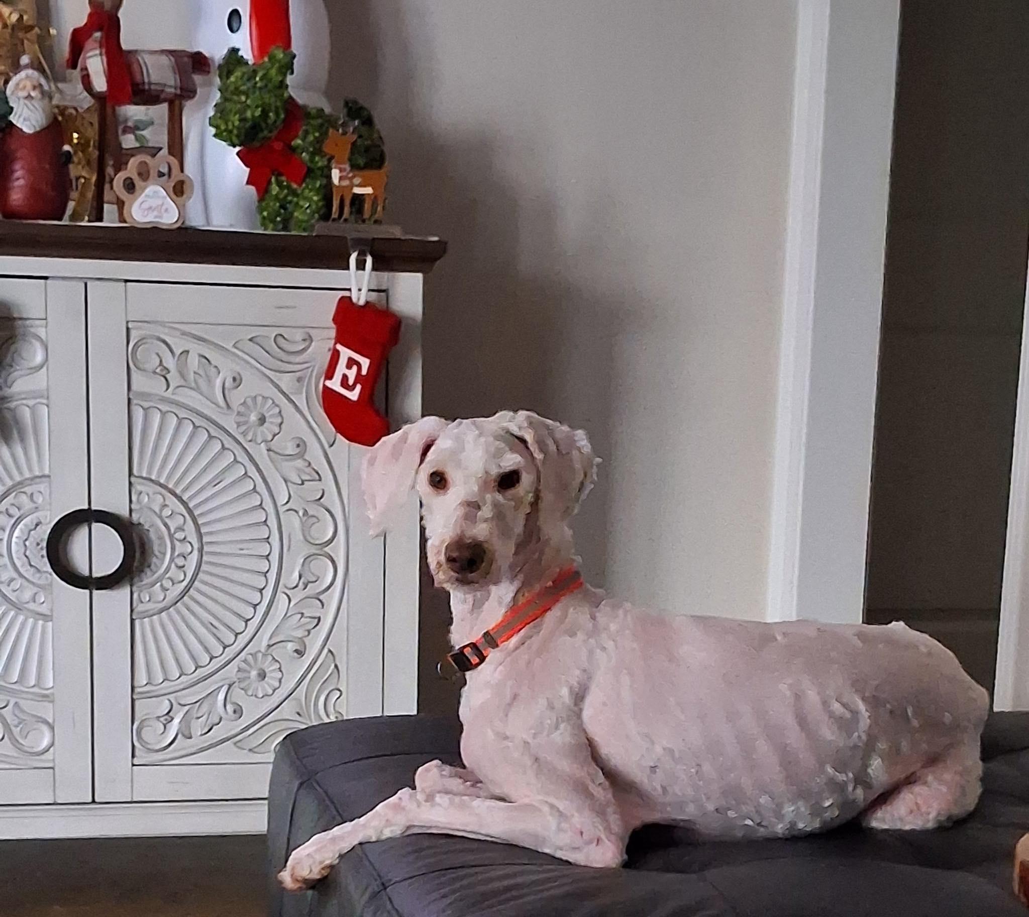 Disney, adopted, Adult Female Poodle.