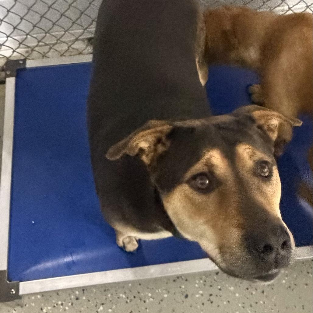 Ernestine, Adoptable, Adult Female Australian Cattle Dog / Blue Heeler & Terrier.