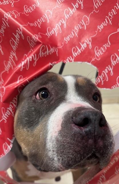 Azucar, Adoptable, Adult Female Pit Bull Terrier & Mixed Breed.