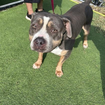 Enlarge Azucar, a Adoptable mixed breed in Farmers Branch, TX image 2/3