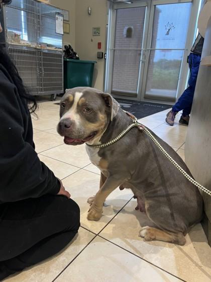 Enlarge Azucar, a Adoptable mixed breed in Farmers Branch, TX image 3/3