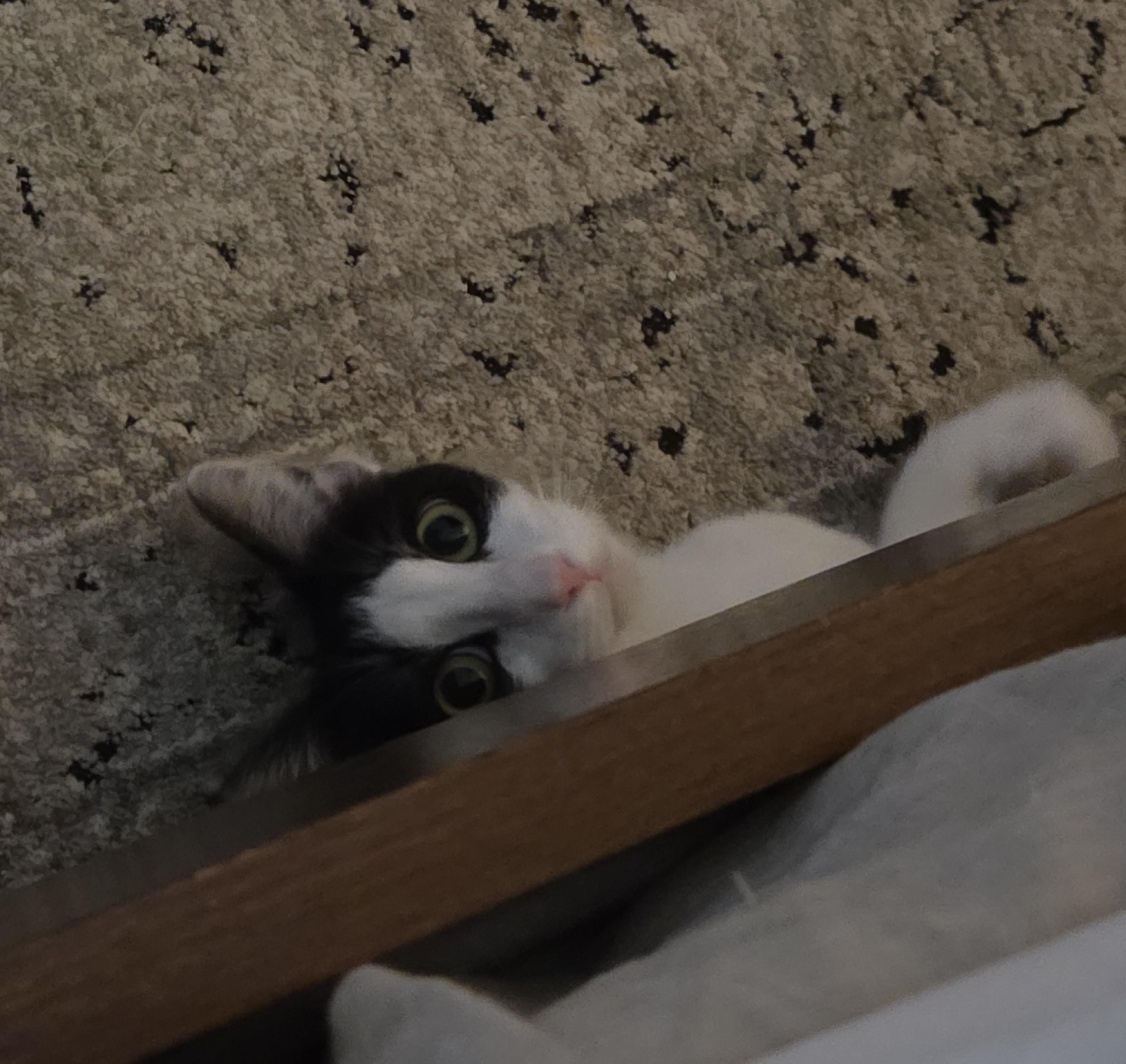 Pepper, a Adoptable Domestic Short Hair in Schertz, TX image 1/2