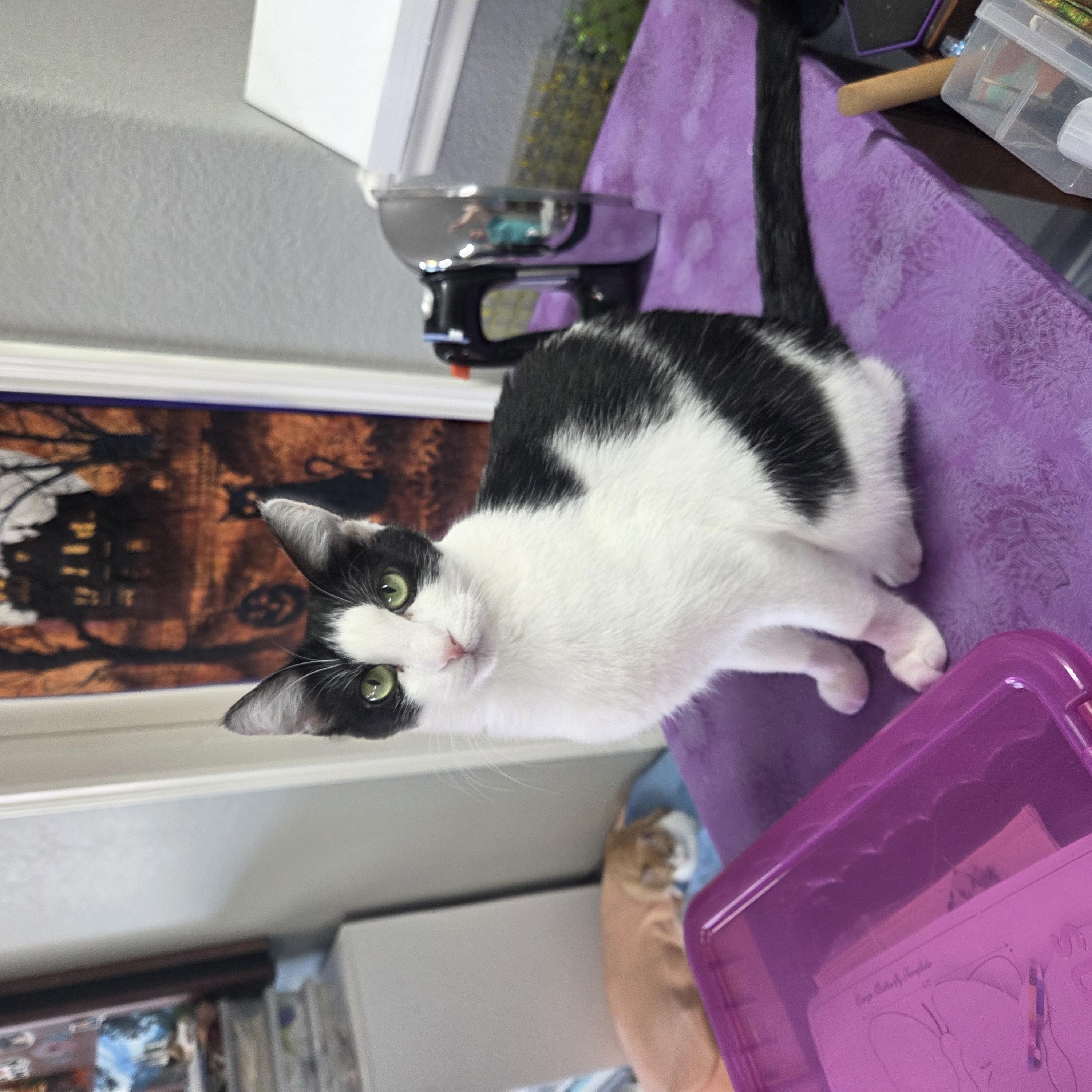 Enlarge Pepper, a Adoptable Domestic Short Hair in Schertz, TX image 1/2