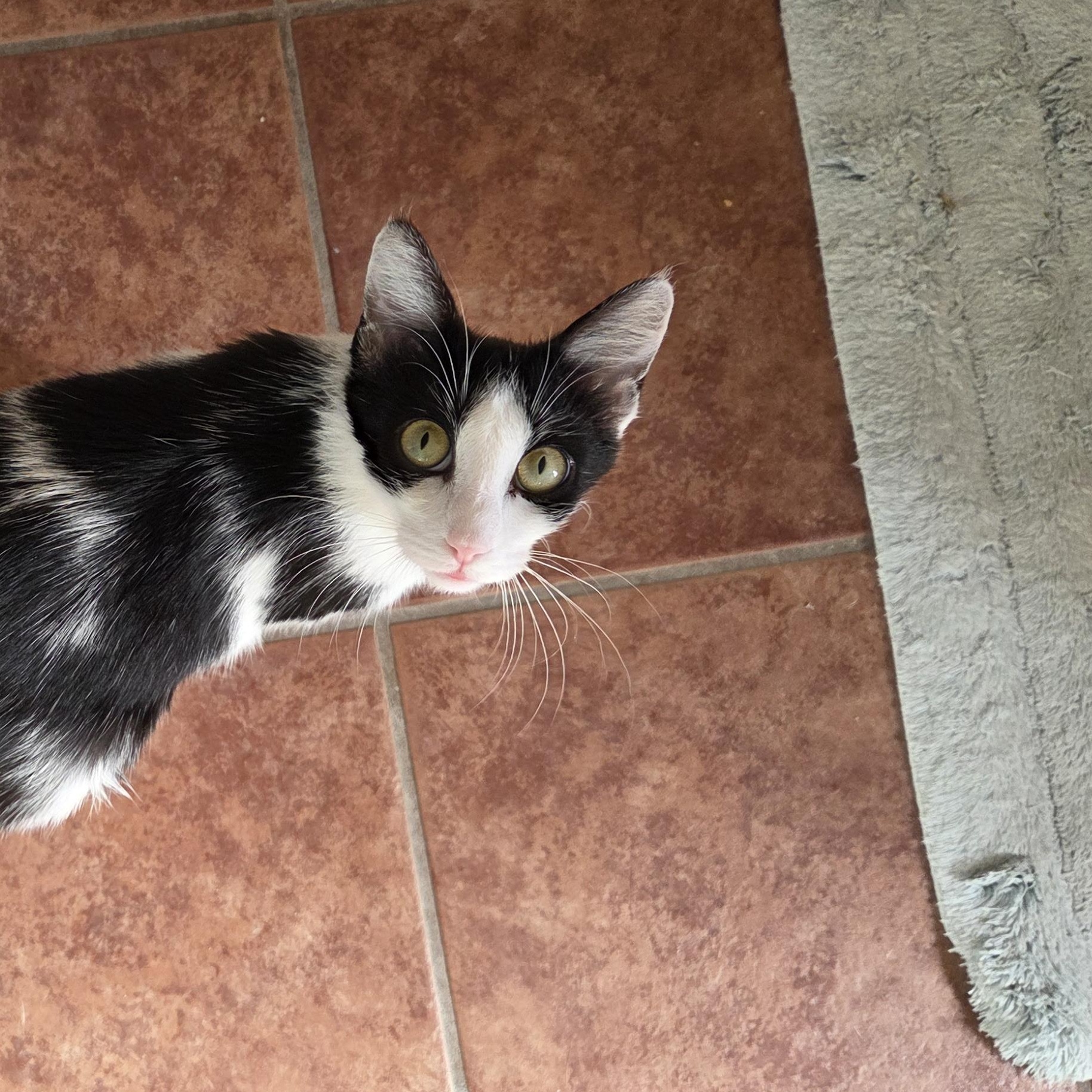 Pepper, Adult Female Domestic Short Hair