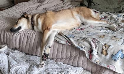 Enlarge Glenn, a Adoptable mixed breed in De Soto, IA image 1/2