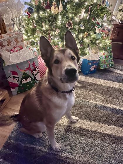 Enlarge Glenn, a Adoptable mixed breed in De Soto, IA image 1/3