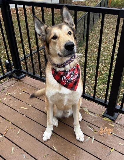 Enlarge Glenn, a Adoptable mixed breed in De Soto, IA image 3/3
