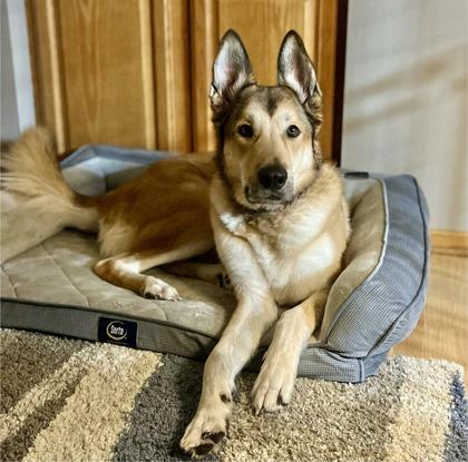 Enlarge Glenn, a Adoptable mixed breed in De Soto, IA image 2/2