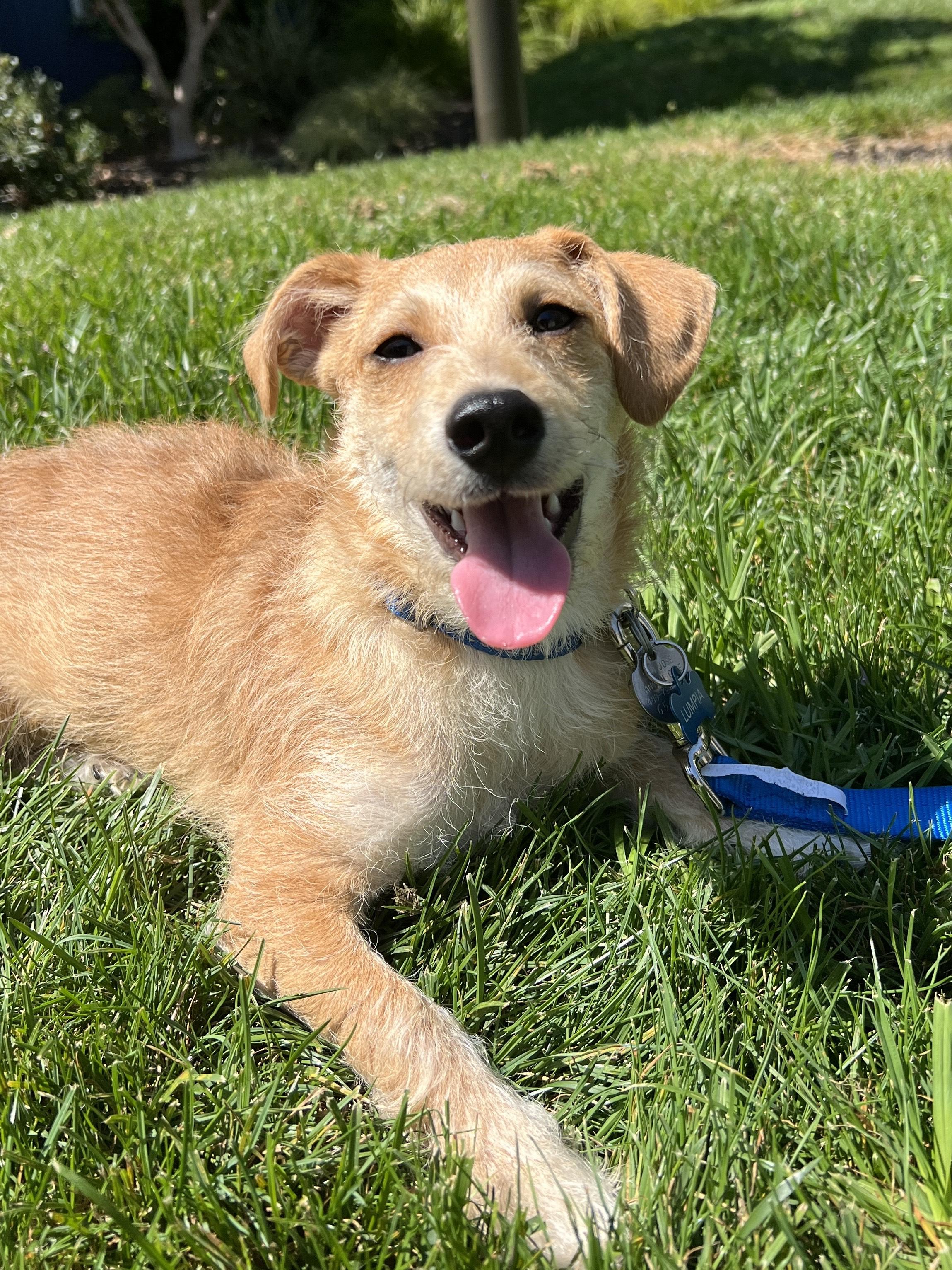 Enlarge Lumpia, an adopted mixed breed in San Jose, CA image 2/4