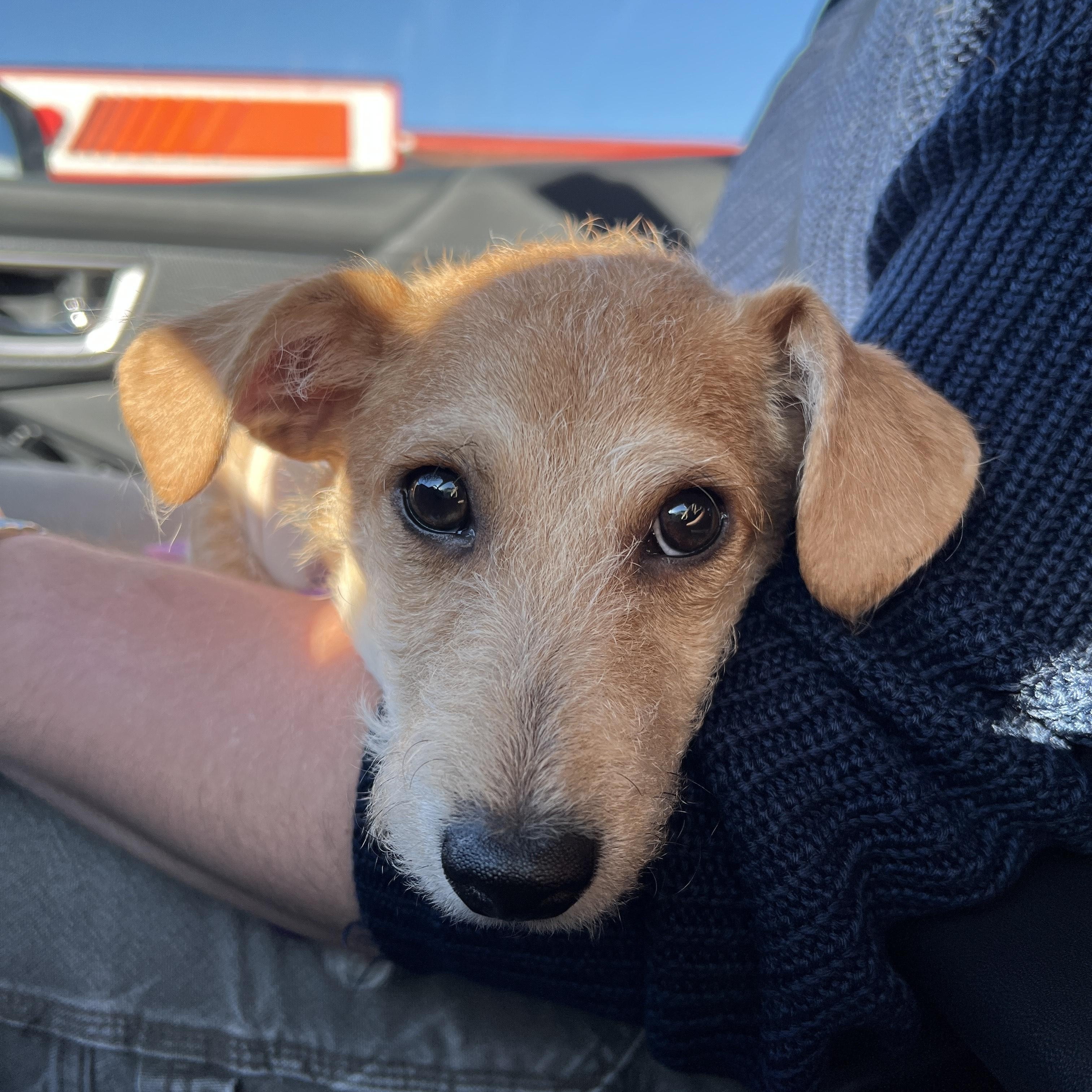 Lumpia, adopted, Puppy Male Terrier & Chihuahua.