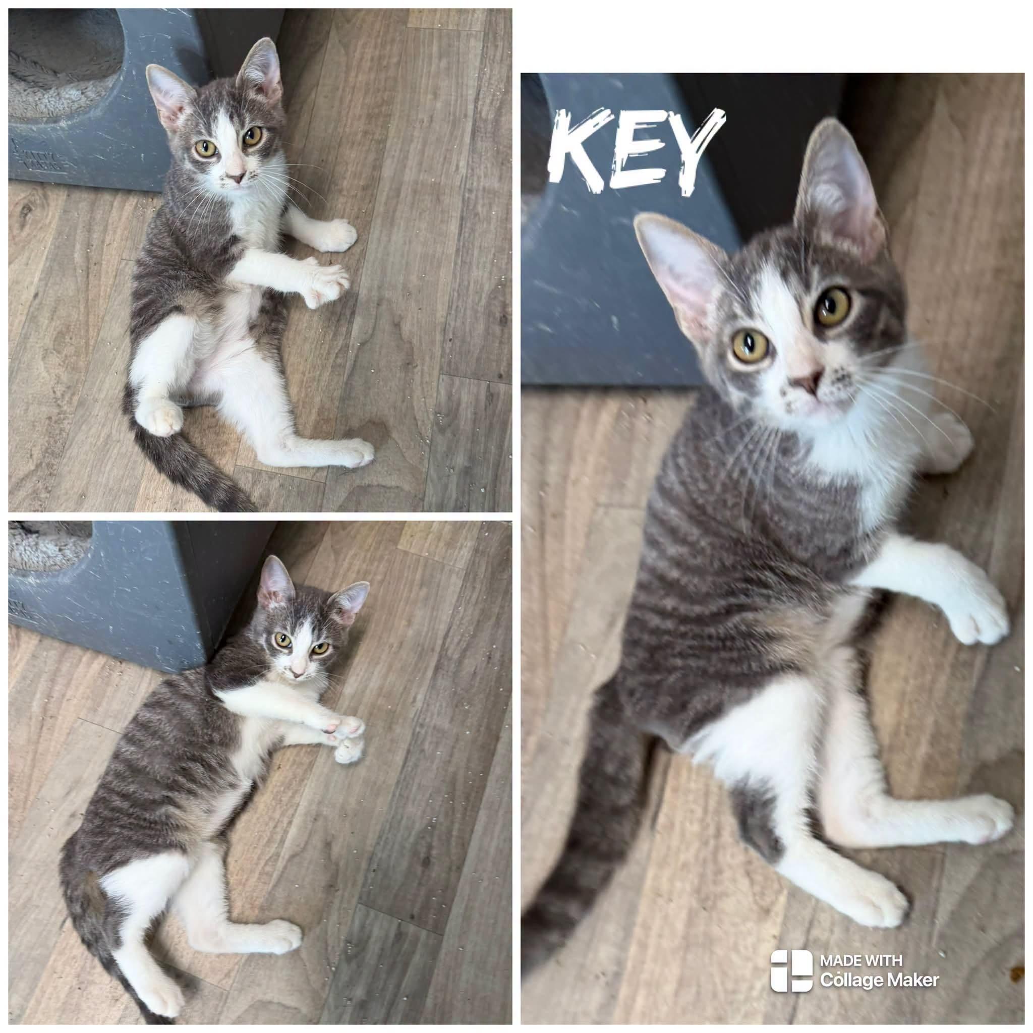 key, ADOPTABLE, Young Male Domestic Short Hair.