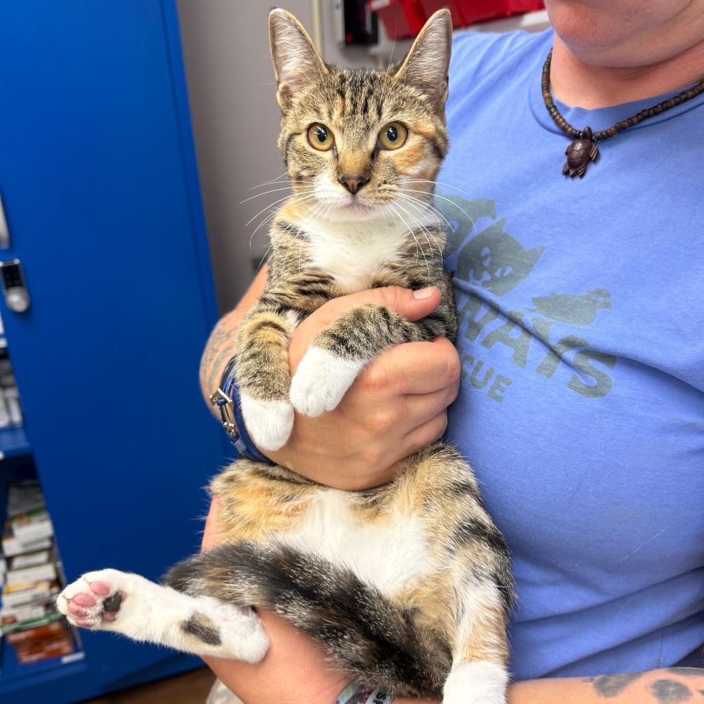 Enlarge Rizzo, a Adoptable Domestic Short Hair in Port Richey, FL image 1/6