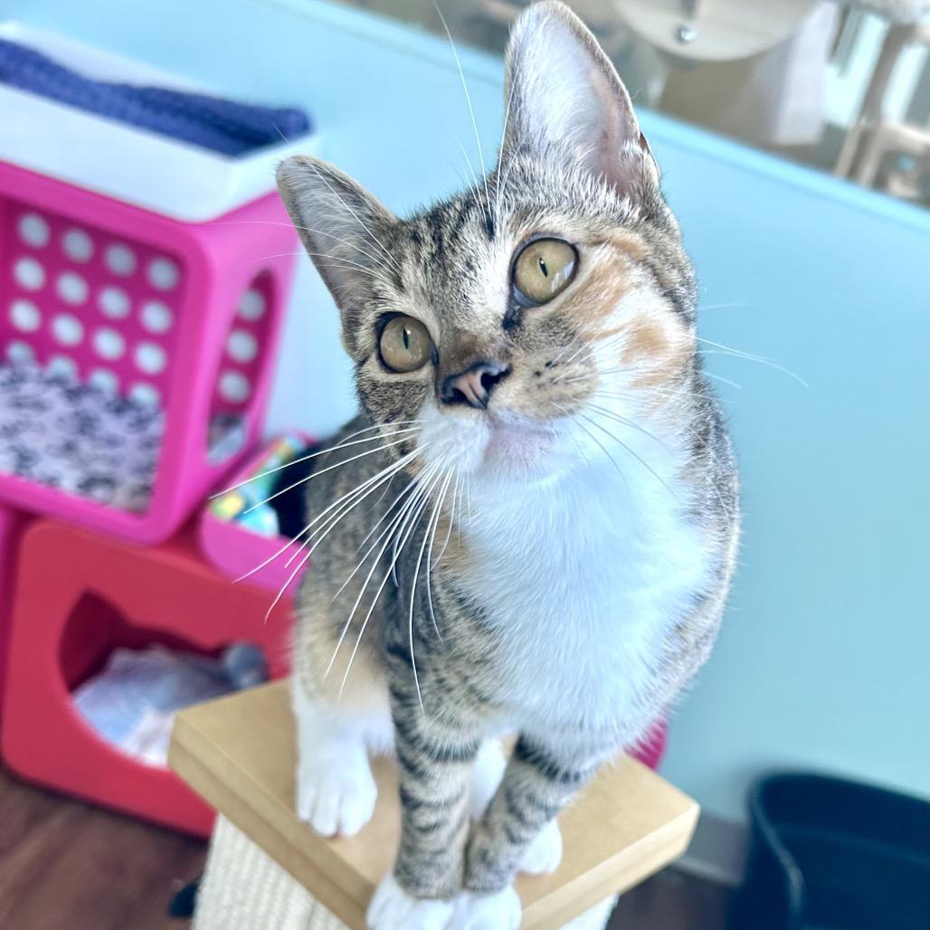 Enlarge Rizzo, a Adoptable Domestic Short Hair in Port Richey, FL image 2/6