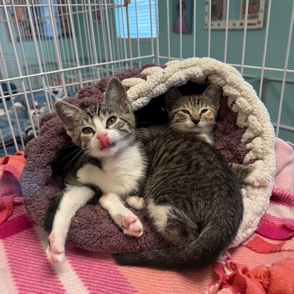 Enlarge Rizzo, a Adoptable Domestic Short Hair in Port Richey, FL image 3/6