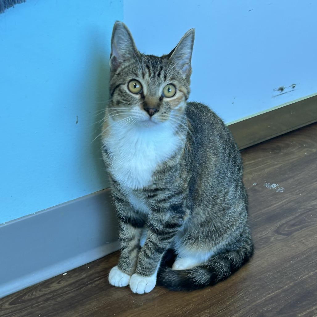 Enlarge Rizzo, a Adoptable Domestic Short Hair in Port Richey, FL image 4/6