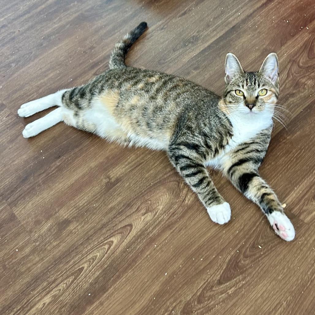 Enlarge Rizzo, a Adoptable Domestic Short Hair in Port Richey, FL image 5/6