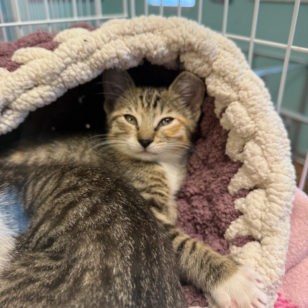 Enlarge Rizzo, a Adoptable Domestic Short Hair in Port Richey, FL image 6/6