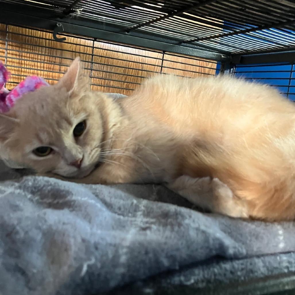 Sweet Pea (FRA Dov 1), Adoptable, Young Female Domestic Medium Hair.