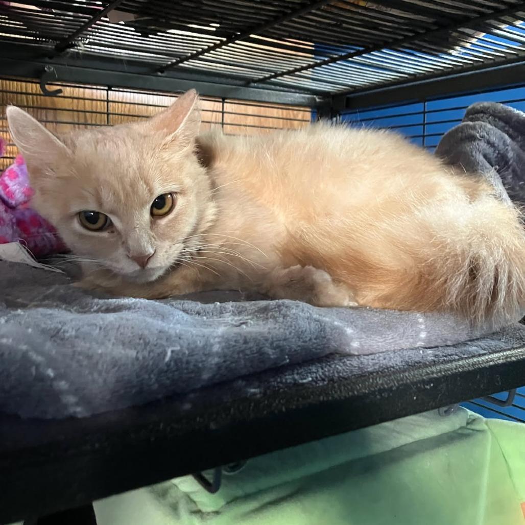 Enlarge Sweet Pea (FRA Dov 1), a Adoptable Domestic Medium Hair in Abingdon, MD image 3/3