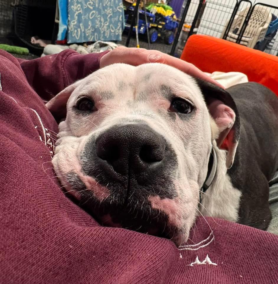 Enlarge Dottie, a Adoptable mixed breed in Hughesville, MD image 2/5