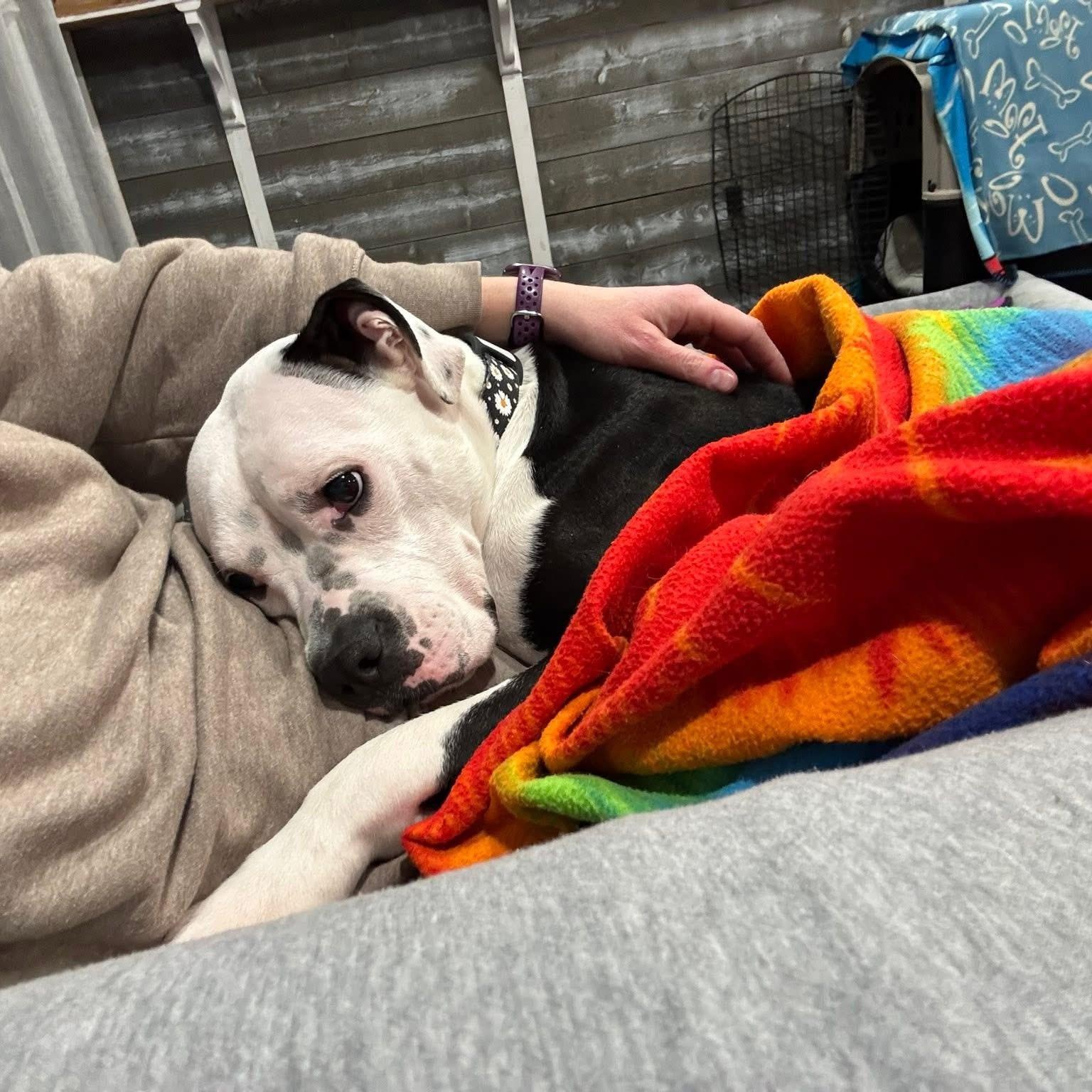 Enlarge Dottie, a Adoptable mixed breed in Hughesville, MD image 4/5