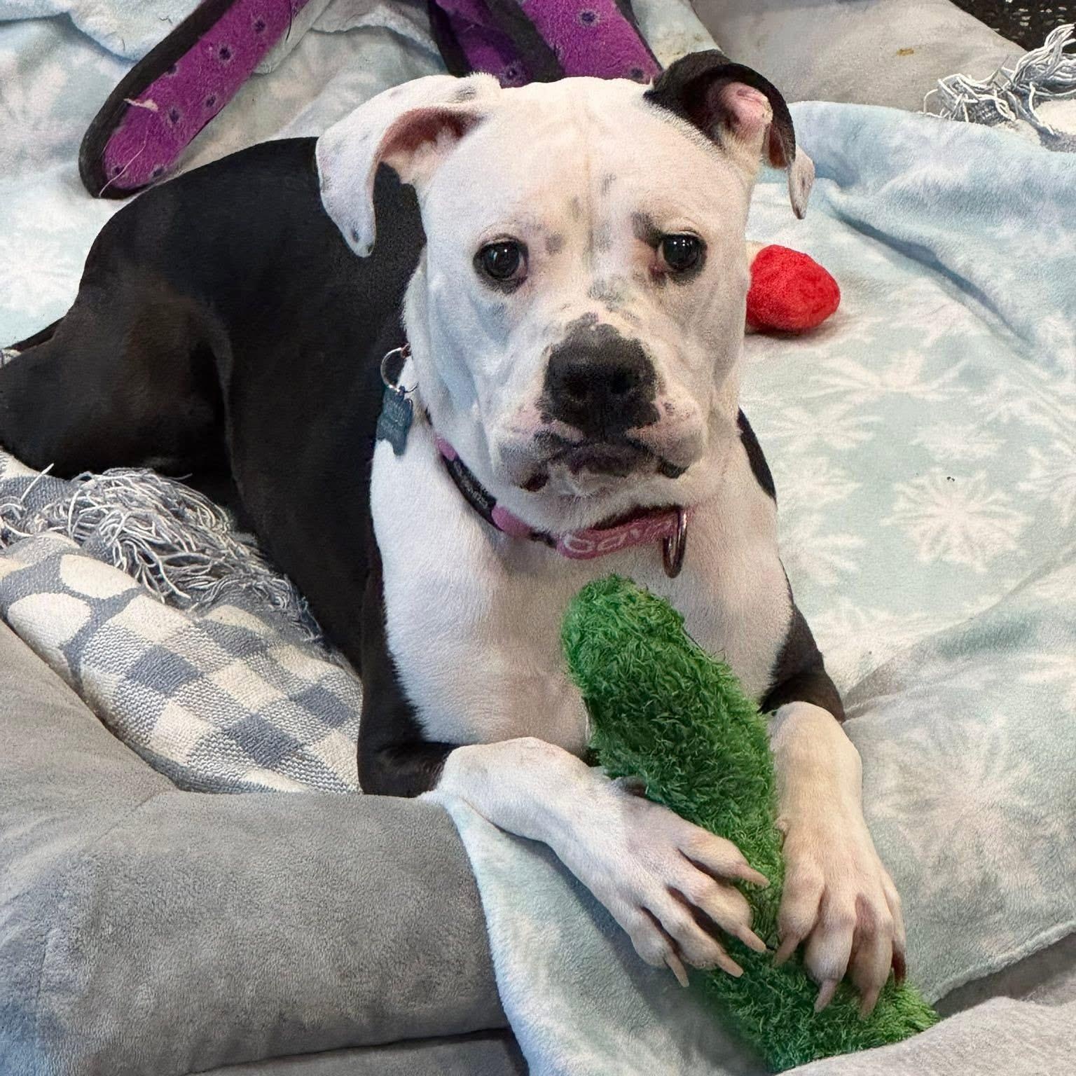 Enlarge Dottie, a Adoptable mixed breed in Hughesville, MD image 1/5