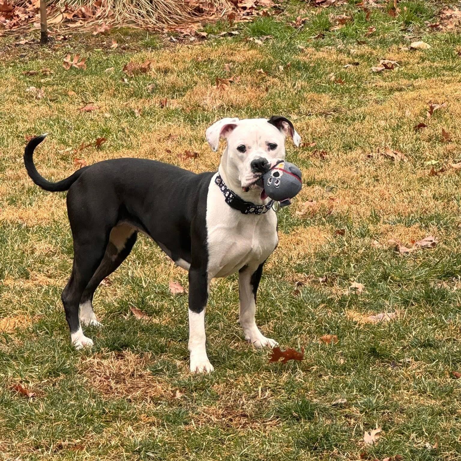 Enlarge Dottie, a Adoptable mixed breed in Hughesville, MD image 3/5