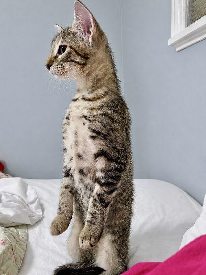 Enlarge Ping-Pong, a Adoptable Domestic Short Hair in Lafayette, LA image 2/6