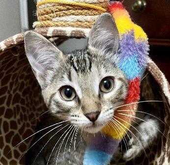 Ping-Pong, Adoptable, Young Female Domestic Short Hair.