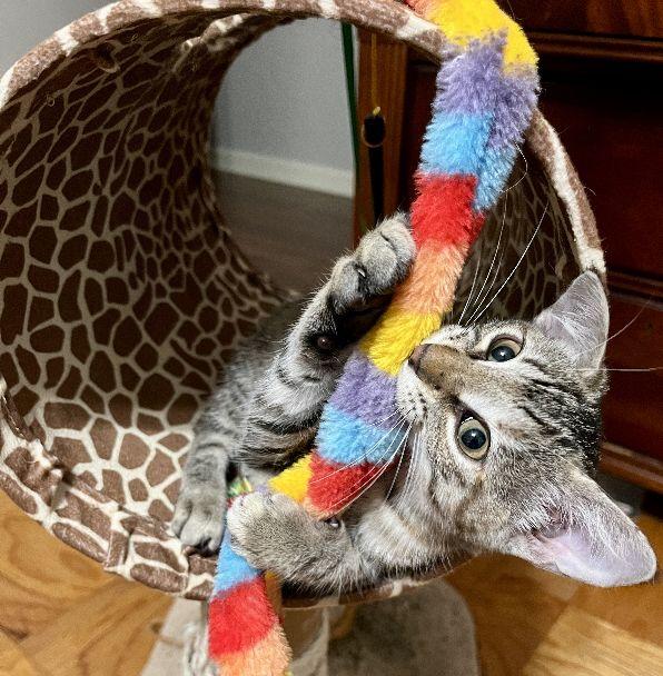 Enlarge Ping-Pong, a Adoptable Domestic Short Hair in Lafayette, LA image 5/6
