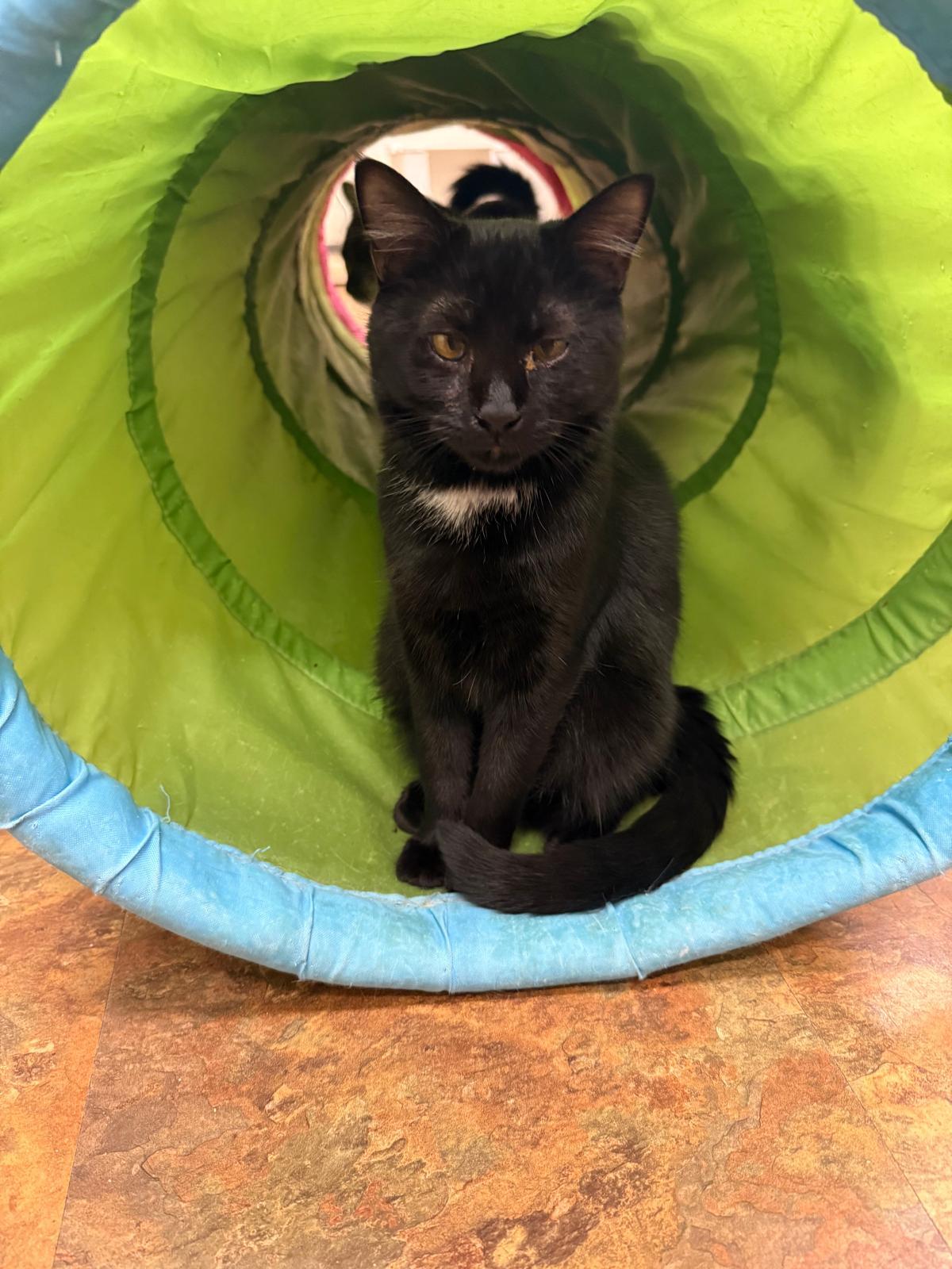 Enlarge Mystic, a Adoptable Domestic Short Hair in Miami Beach, FL image 5/6