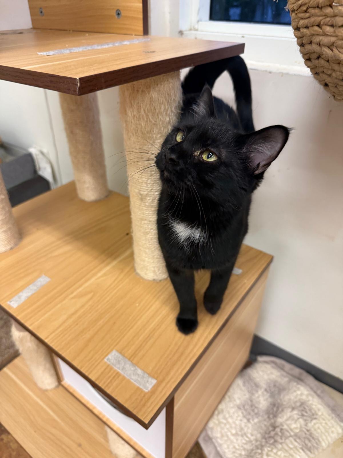 Enlarge Mystic, a Adoptable Domestic Short Hair in Miami Beach, FL image 6/6