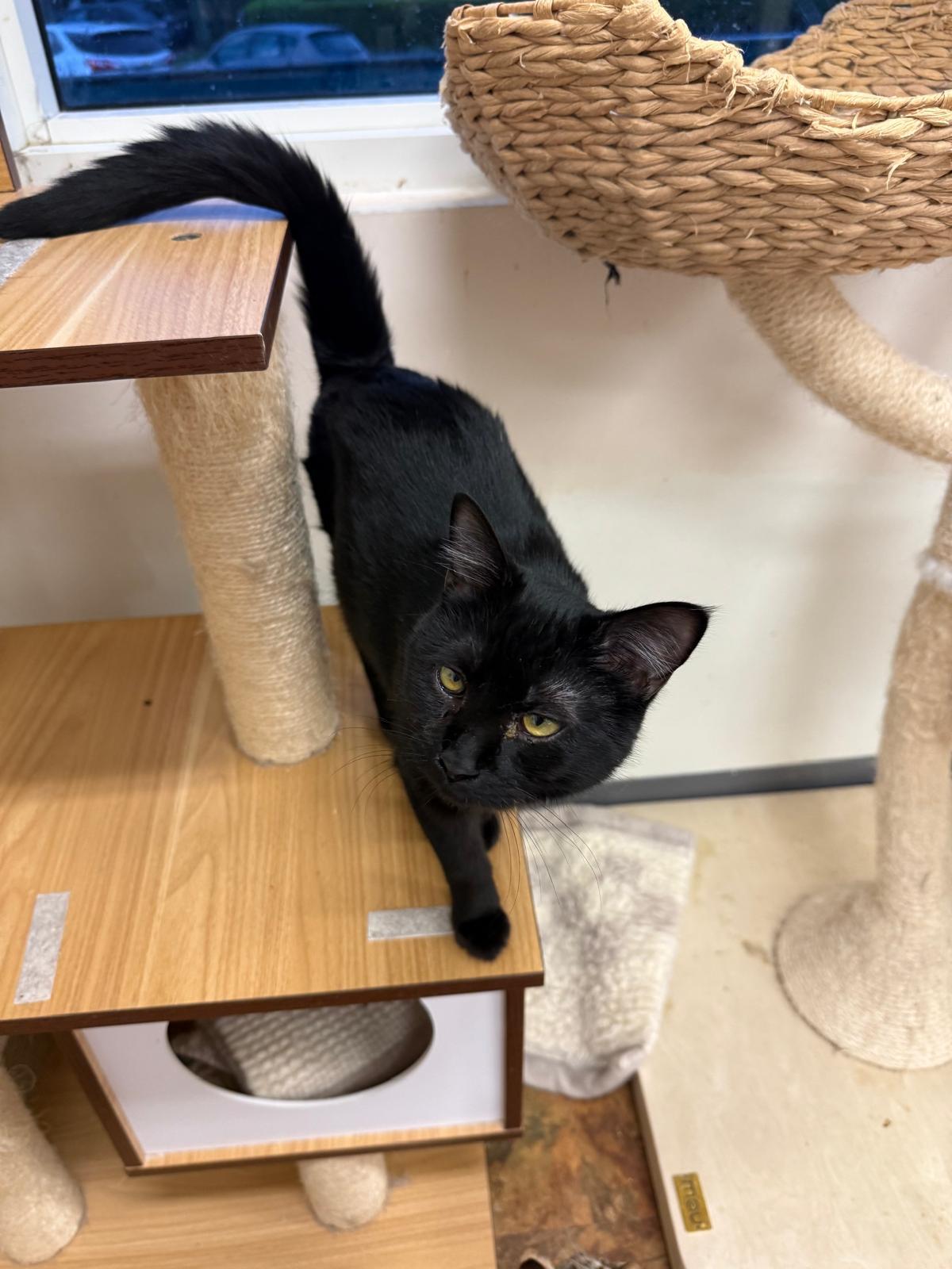 Enlarge Mystic, a Adoptable Domestic Short Hair in Miami Beach, FL image 4/6