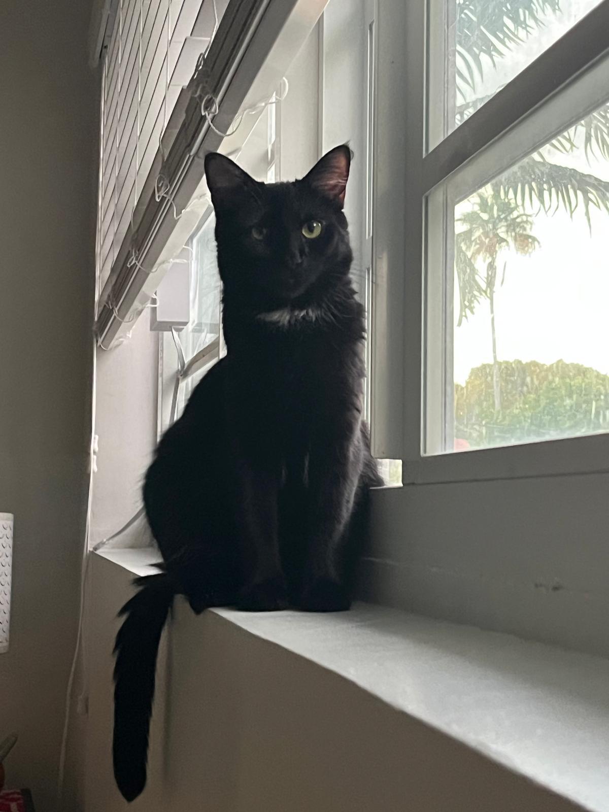 Mystic, Adoptable, Kitten Female Domestic Short Hair.