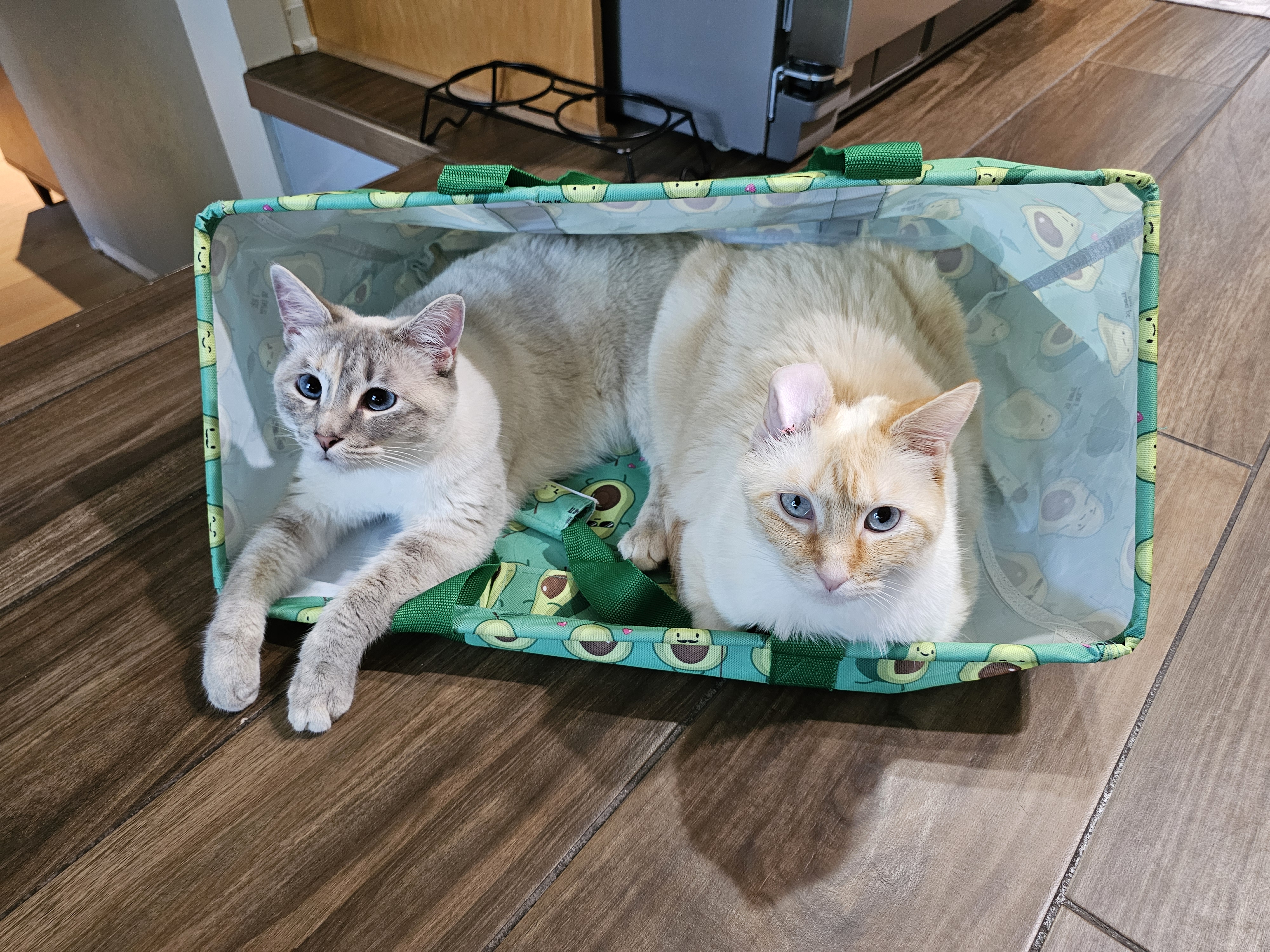 Rhea (BONDED WITH DAPHNE), an adoptable Siamese, Domestic Short Hair in Omaha, NE, 68130 | Photo Image 3