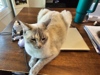 Rhea (BONDED WITH DAPHNE), an adoptable Siamese, Domestic Short Hair in Omaha, NE, 68130 | Photo Image 2