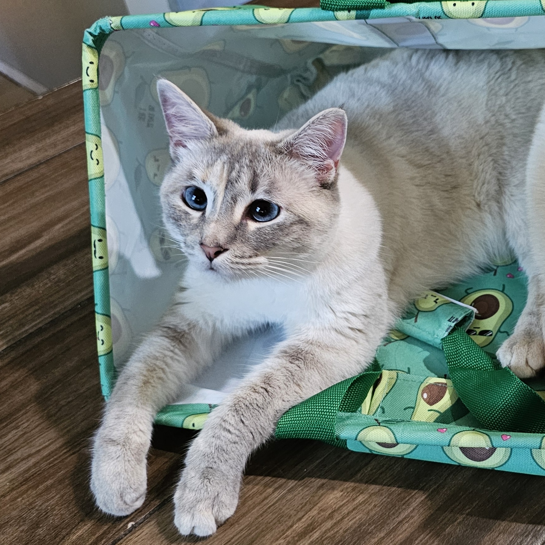 Rhea (BONDED WITH DAPHNE), an adoptable Siamese, Domestic Short Hair in Omaha, NE, 68130 | Photo Image 1