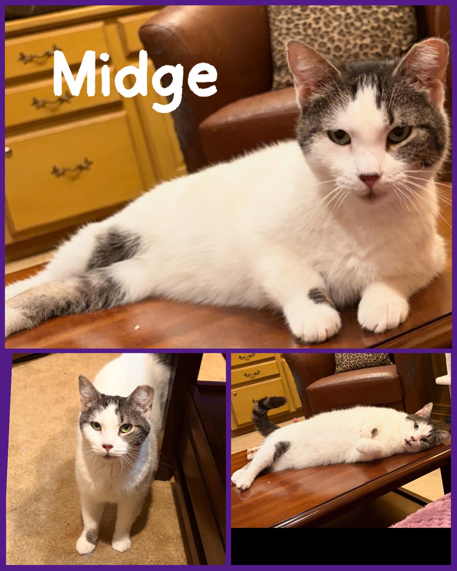 Midge, ADOPTABLE, Adult Female Domestic Short Hair & Tabby.