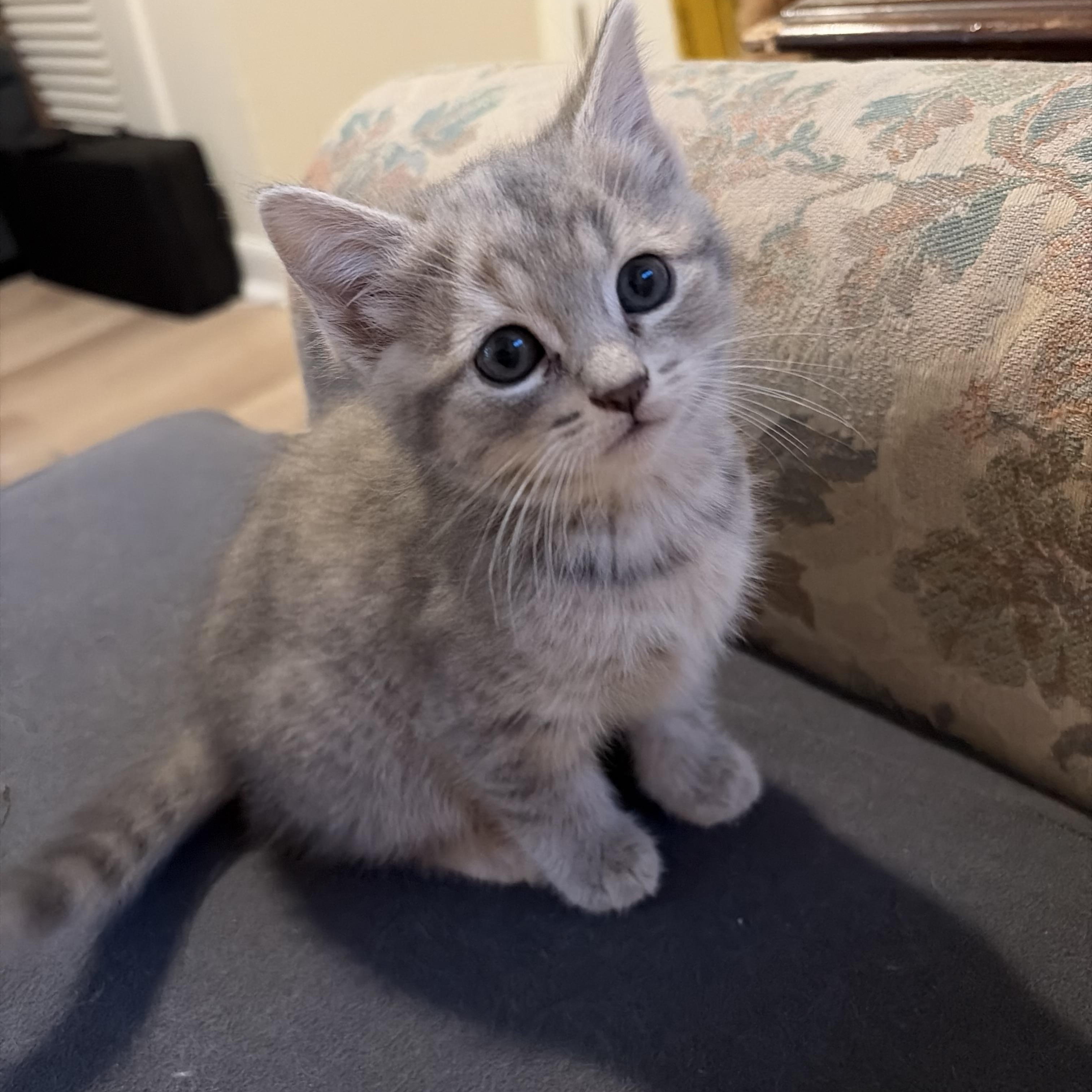 Tundra, an adopted Domestic Short Hair in Easley, SC image 1/3