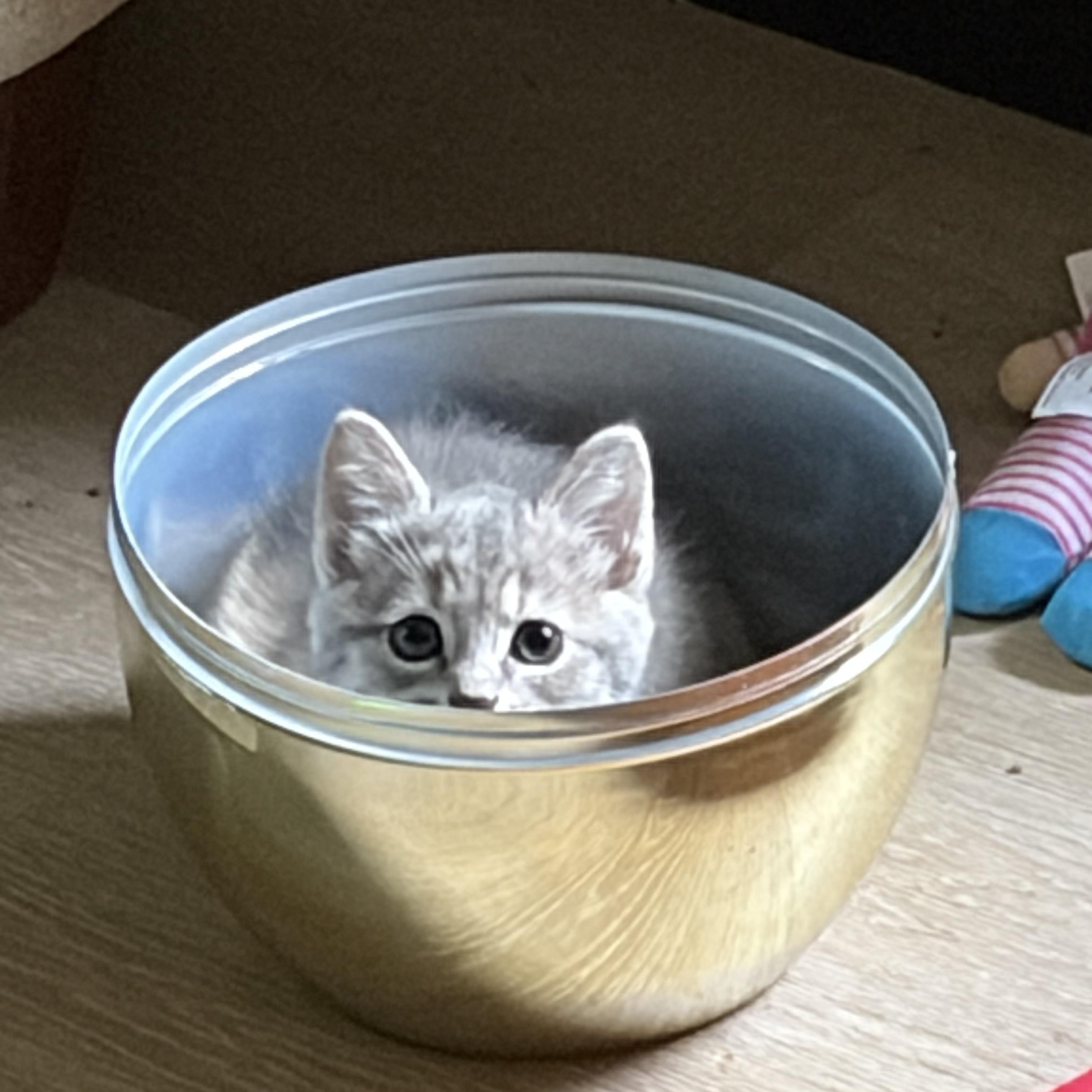 Tundra, an adopted Domestic Short Hair in Easley, SC image 2/3