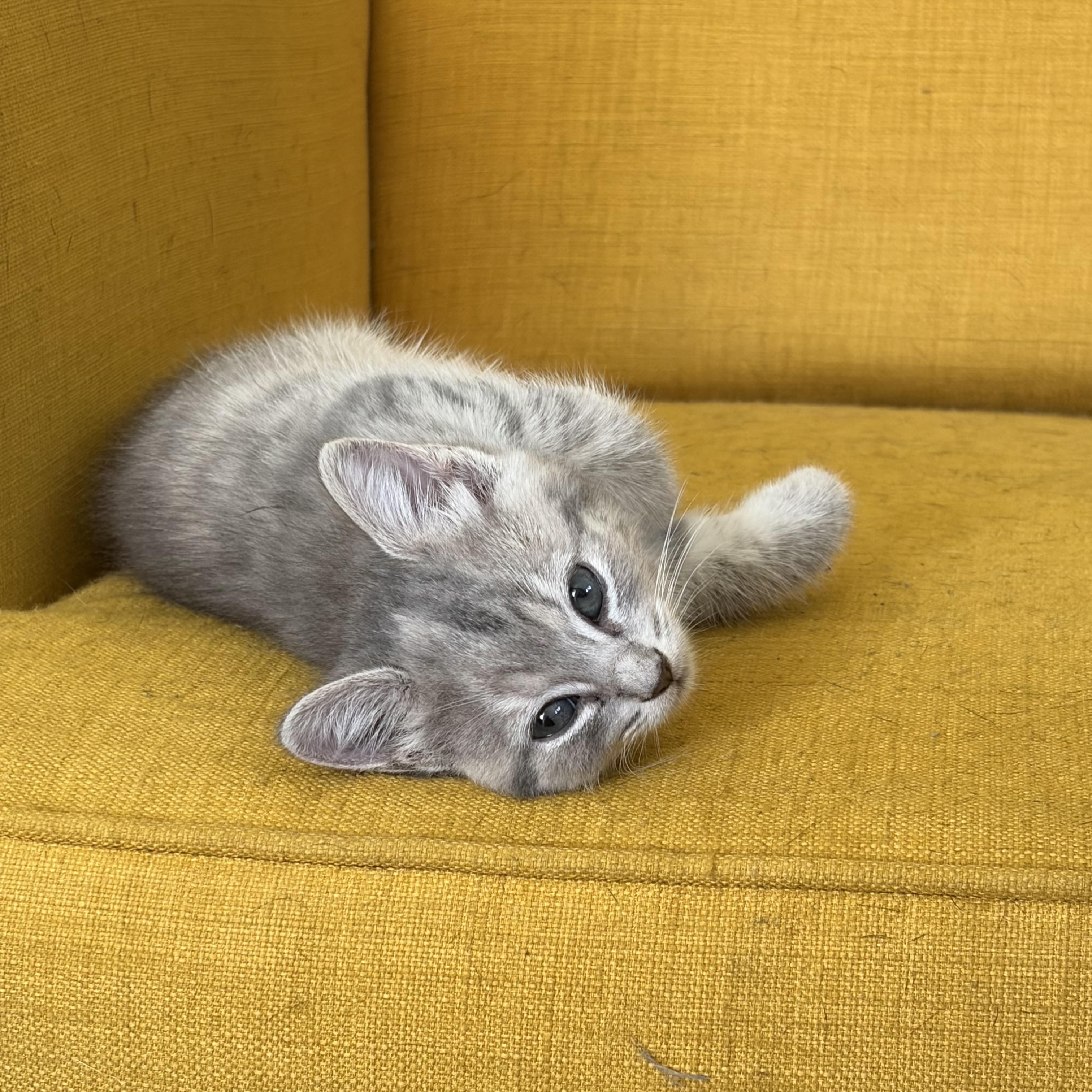 Tundra, an adopted Domestic Short Hair in Easley, SC image 3/3