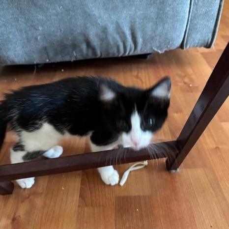 Mi Belle, a Adoptable Tuxedo in Tracy, CA image 3/5