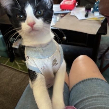 Mi Belle, a Adoptable Tuxedo in Tracy, CA image 4/5