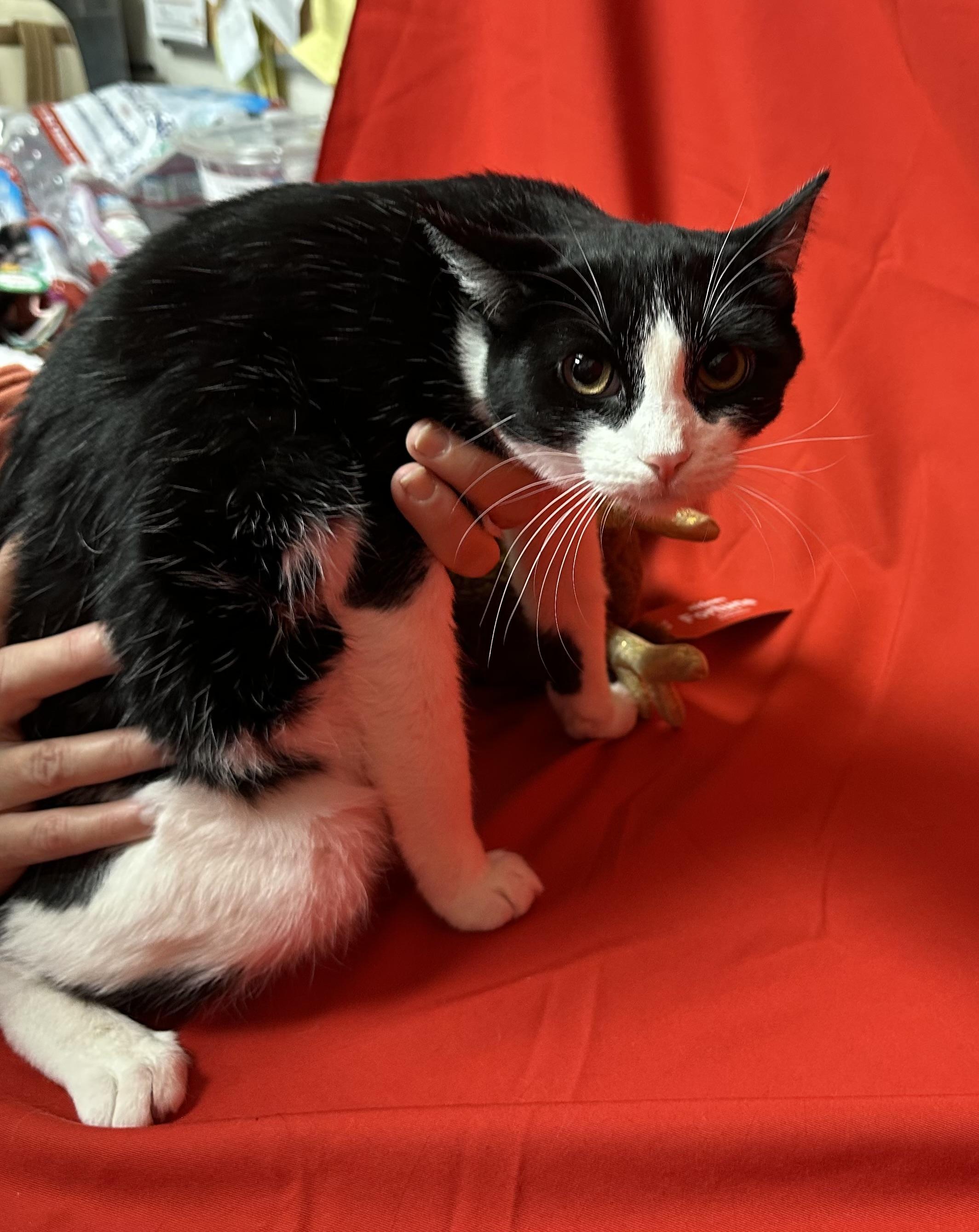 Mi Belle, a Adoptable Tuxedo in Tracy, CA image 1/5