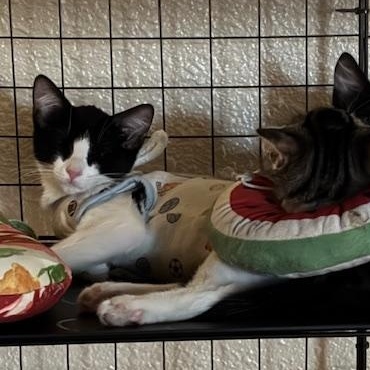 Mi Belle, a Adoptable Tuxedo in Tracy, CA image 5/5