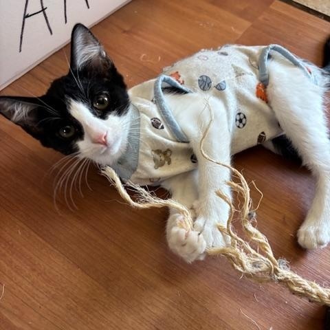 Mi Belle, a Adoptable Tuxedo in Tracy, CA image 2/5